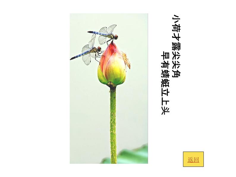 三年级上册美术课件-第9课 四季歌丨浙美版(2012)第5页