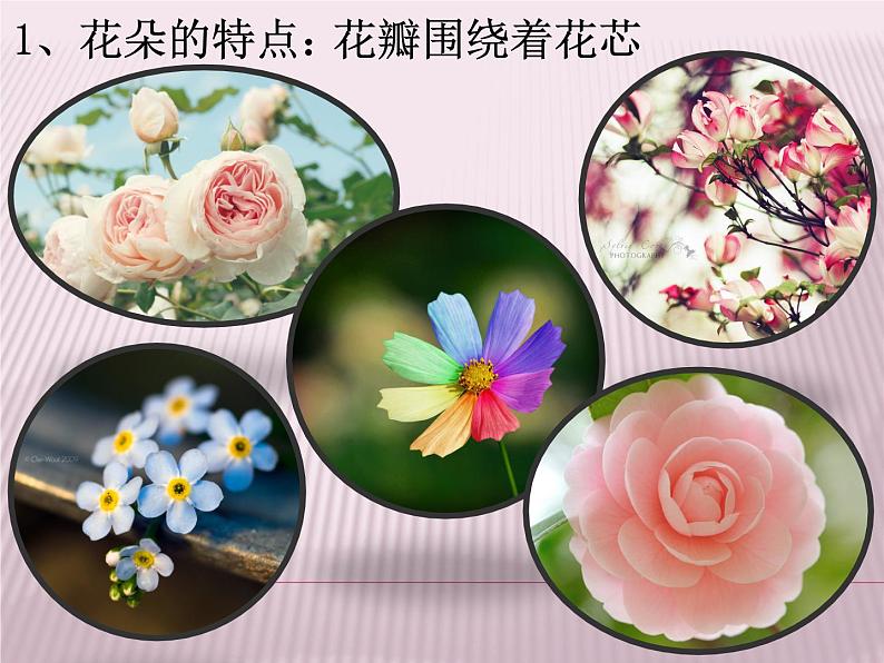 3 五彩缤纷的花朵 课件 (6)第2页