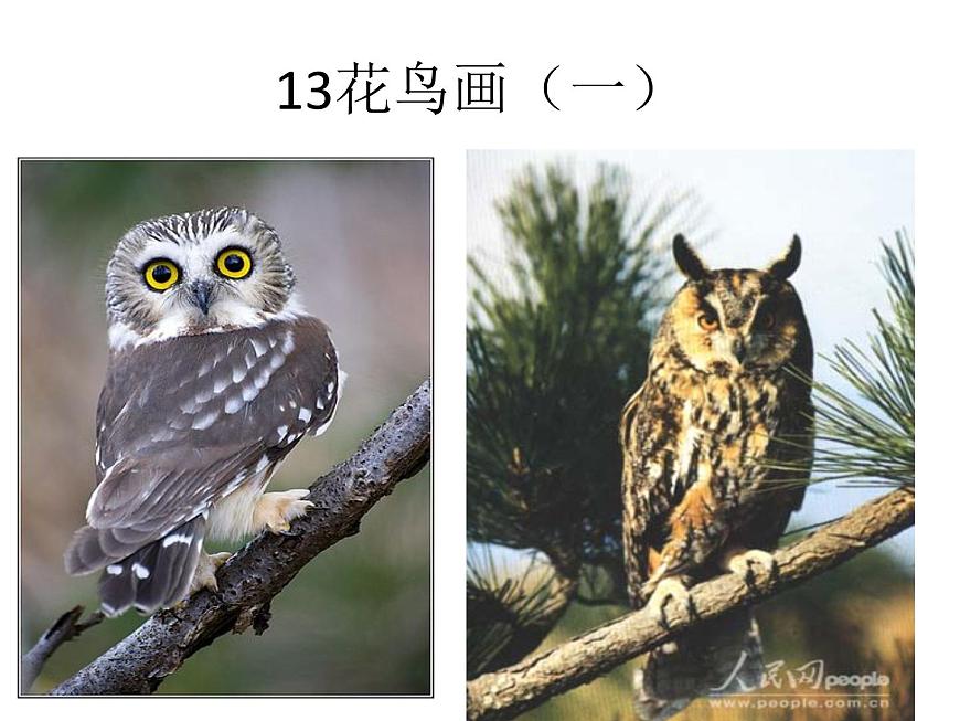 五年級美術(shù)下冊課件-13花鳥畫(一)3-人美版第1頁