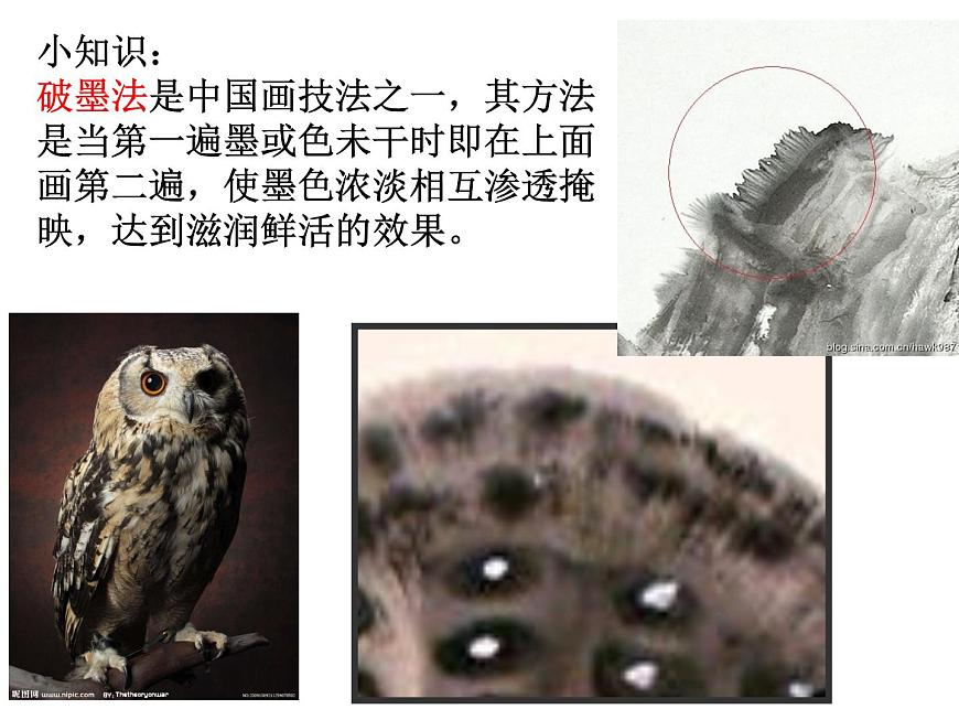 五年級美術(shù)下冊課件-13花鳥畫(一)3-人美版第5頁