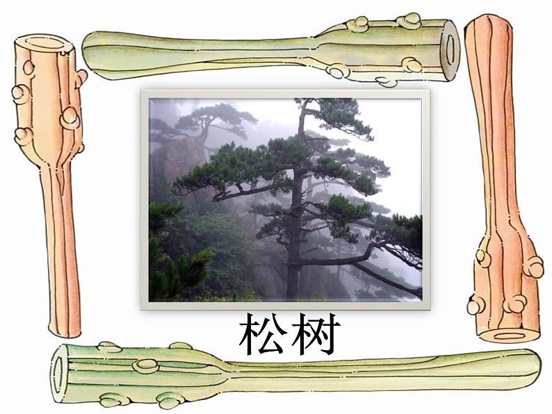 《大树的故事》课件2第3页