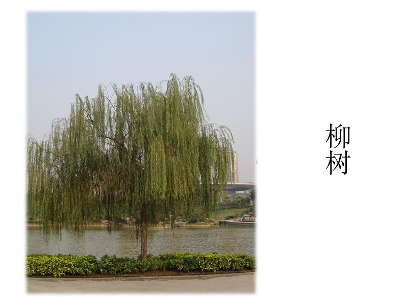 《大树的故事》课件2第7页