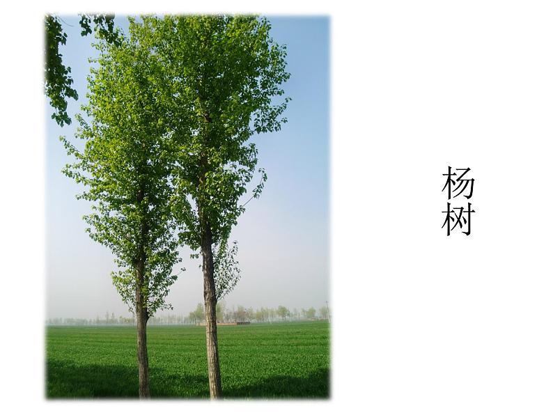 《大树的故事》课件2第8页