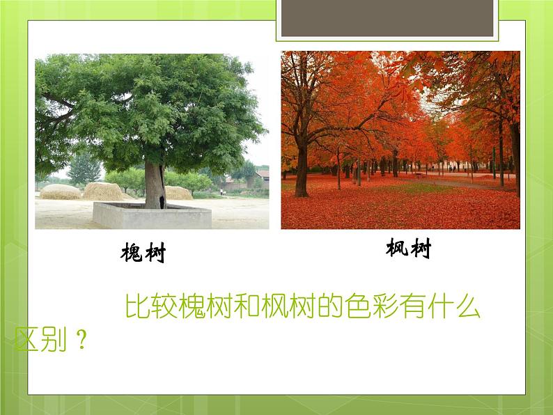 《大树的故事》课件3第3页