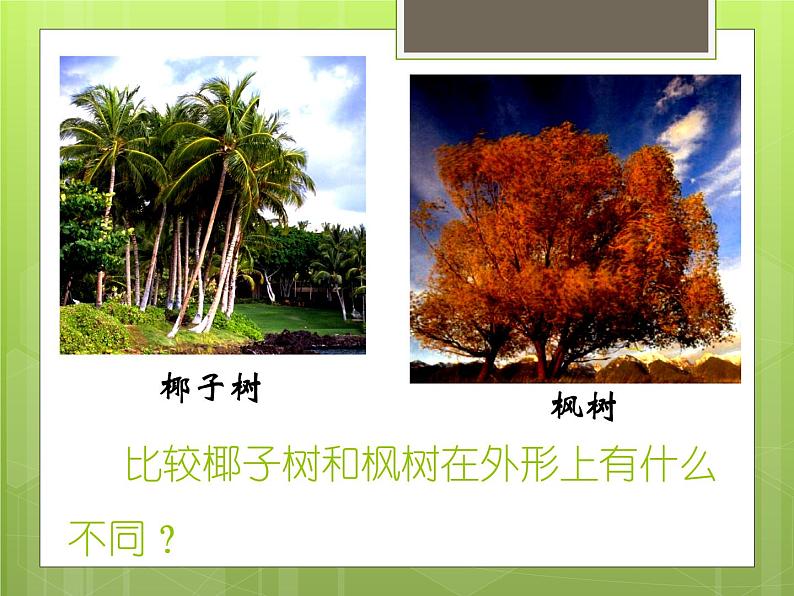 《大树的故事》课件3第4页