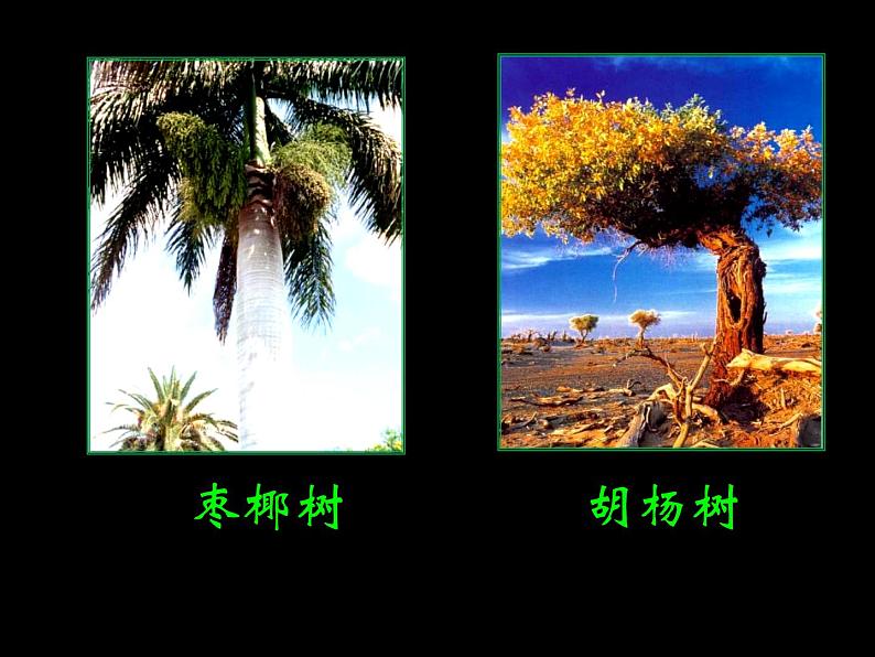 认识树第2页