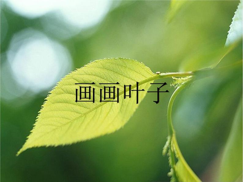 一年级上册美术课件-第18课 画画叶子丨浙美版(2012)01