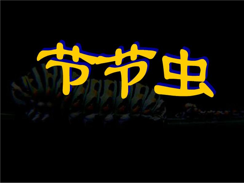 《节节虫》课件2第1页