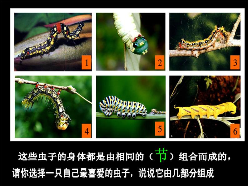 《节节虫》课件2第5页