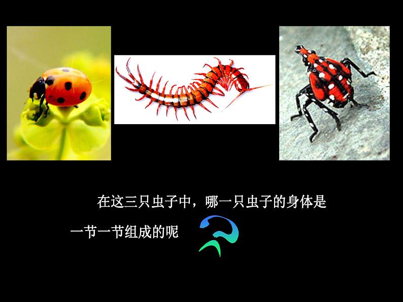 《节节虫》课件3第8页