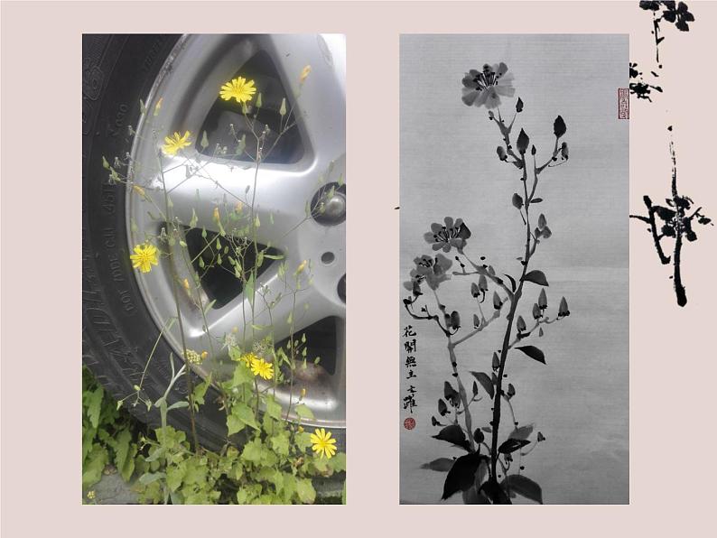 人美版小学美术四年级下册《植物写生》名师课件(10ppt)第3页