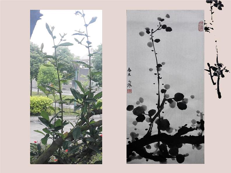 人美版小学美术四年级下册《植物写生》名师课件(10ppt)第4页
