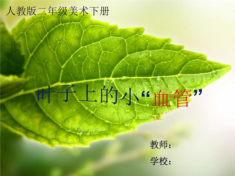 《叶子上的小“血管”》(课件)美术二年级下册第1页