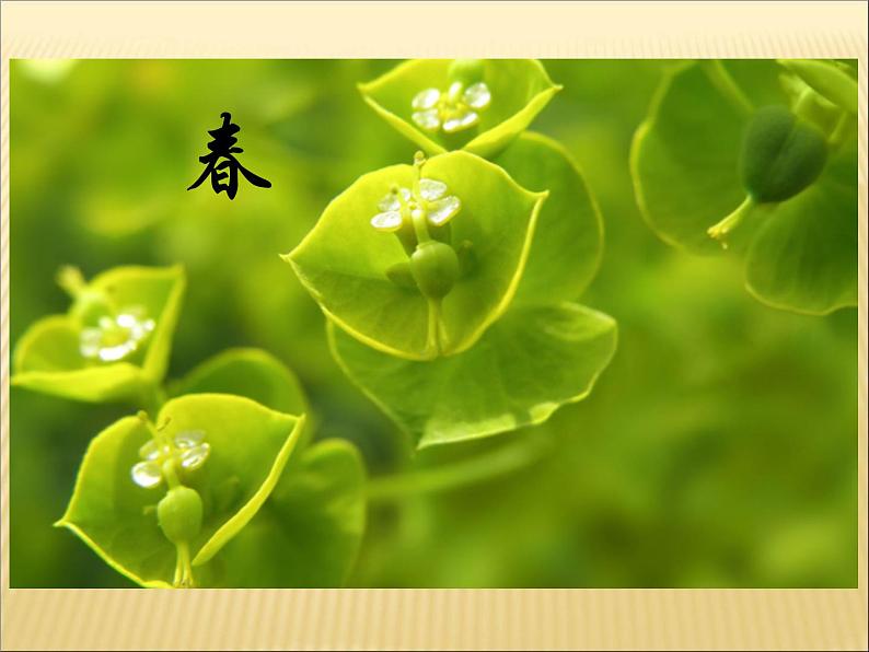《叶子上的小“血管”》(课件)美术二年级下册第2页