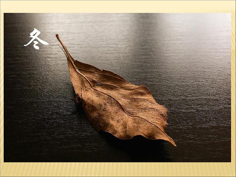 《叶子上的小“血管”》(课件)美术二年级下册第8页
