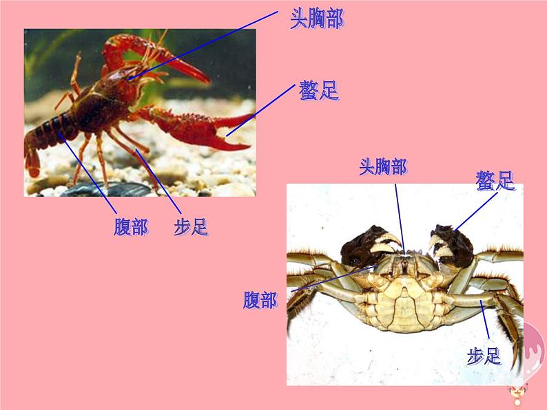 二年级美术上册虾和蟹(一)课件2苏少版第2页