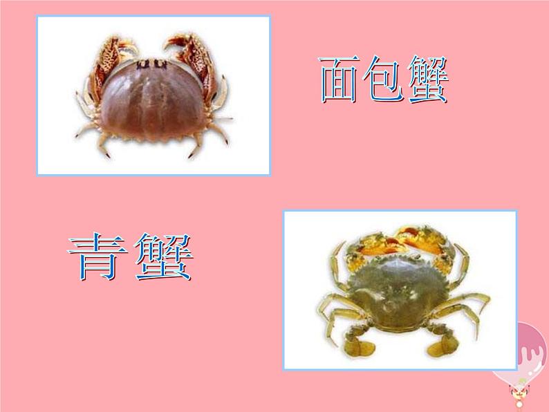 二年级美术上册虾和蟹(一)课件2苏少版第4页