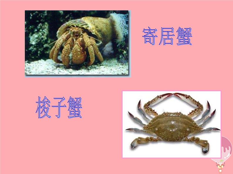 二年级美术上册虾和蟹(一)课件2苏少版第6页