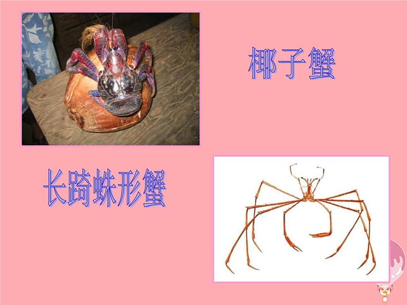 二年级美术上册虾和蟹(一)课件2苏少版第7页