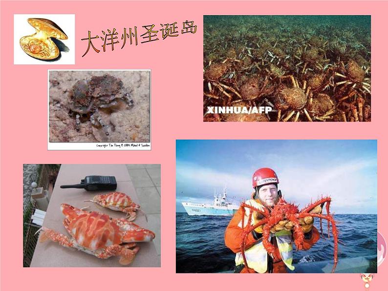 二年级美术上册虾和蟹(一)课件2苏少版第8页