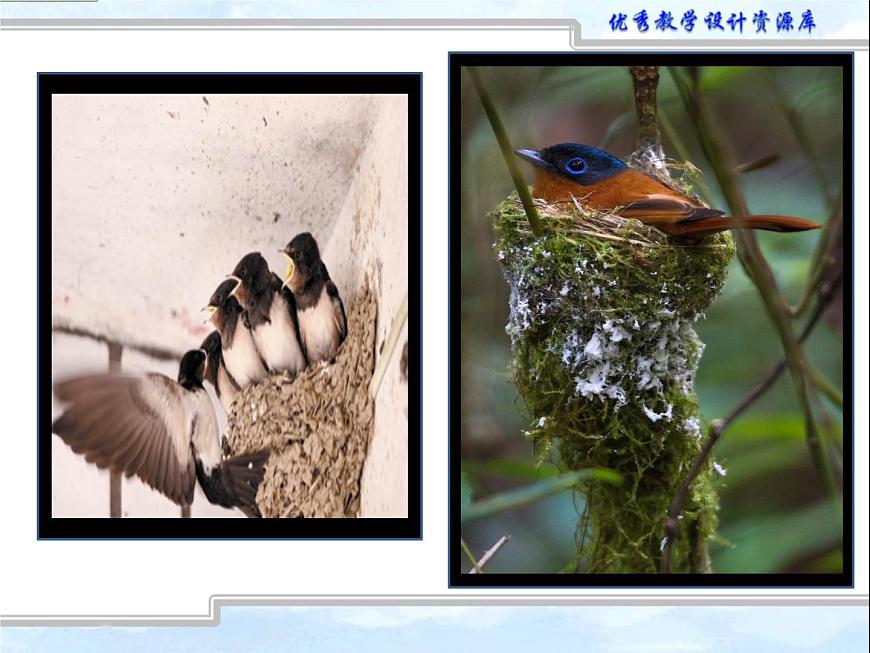 小學(xué)美術(shù)人教版二年級(jí)下冊(cè)第12課小鳥的家 1 課件第7頁