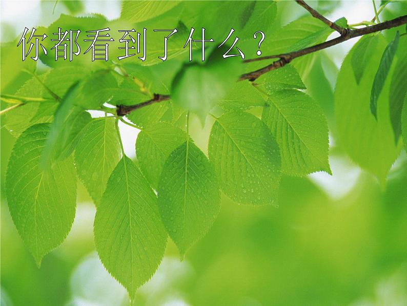 小学美术人教版二年级下册第8课叶子上的小“血管” 课件第1页