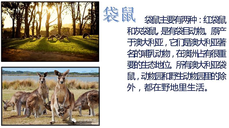 湘美版美术一年级下册 8. 袋鼠妈妈的口袋(3)(课件)第3页