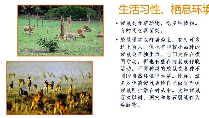 湘美版美术一年级下册 8. 袋鼠妈妈的口袋(3)(课件)第4页