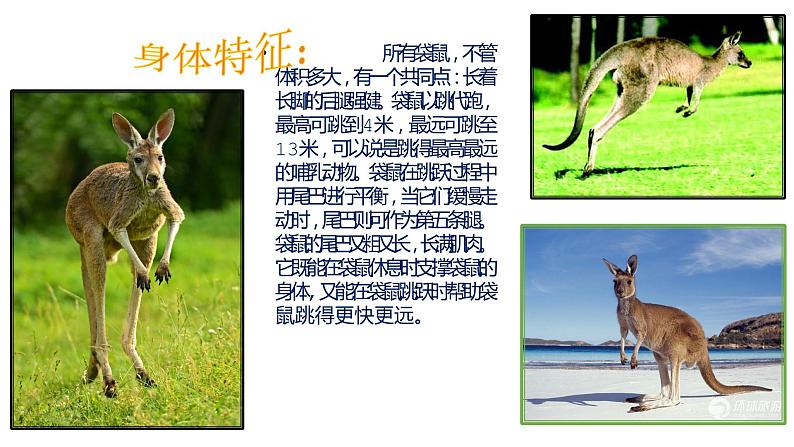 湘美版美术一年级下册 8. 袋鼠妈妈的口袋(3)(课件)第5页