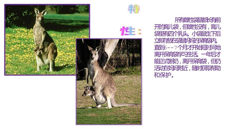 湘美版美术一年级下册 8. 袋鼠妈妈的口袋(3)(课件)第6页
