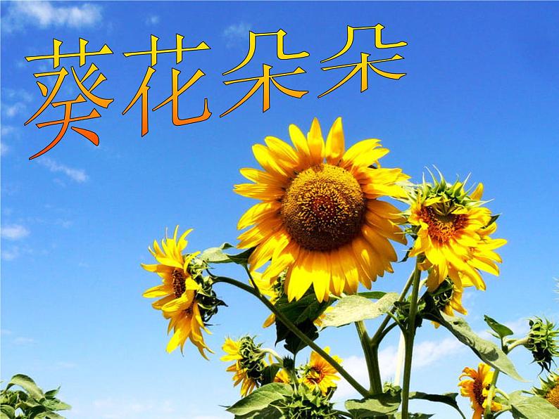 赣美版六下 10.葵花朵朵 课件第1页