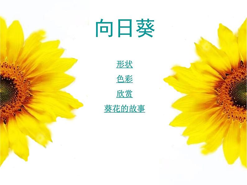 赣美版六下 10.葵花朵朵 课件第3页