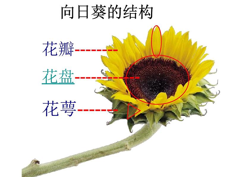 赣美版六下 10.葵花朵朵 课件第8页