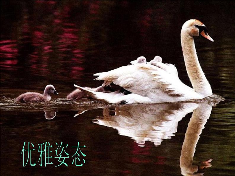 7美丽的鸟 课件05