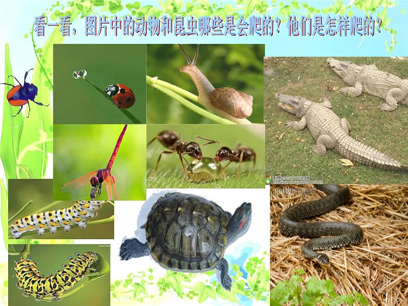 17会爬的玩具 课件第2页