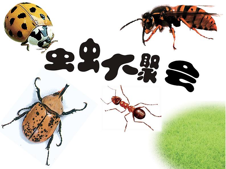 四年级下册美术课件-17《虫虫大聚会》 |浙美版第1页