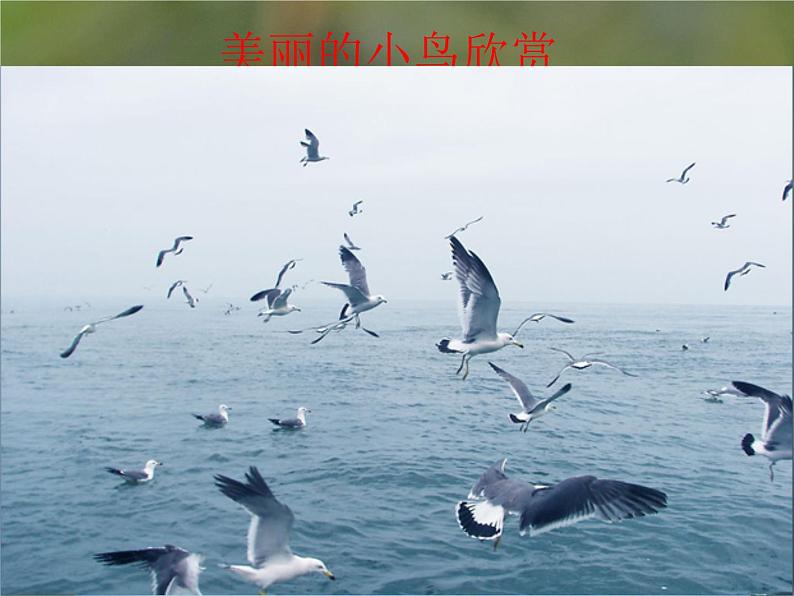 六年级下册美术课件-8.展翅的小鸟|岭南版03