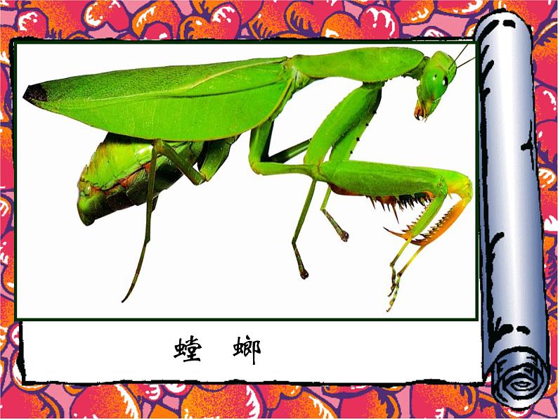 二年级下册美术课件-14.虫虫虫(一)|苏少版第5页