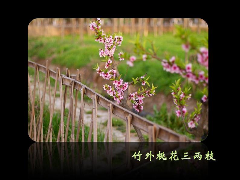 二年级下册美术课件-6.花儿朵朵(一)|苏少版第1页