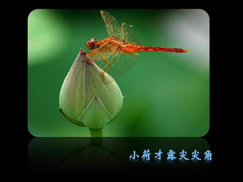 二年级下册美术课件-6.花儿朵朵(一)|苏少版第2页