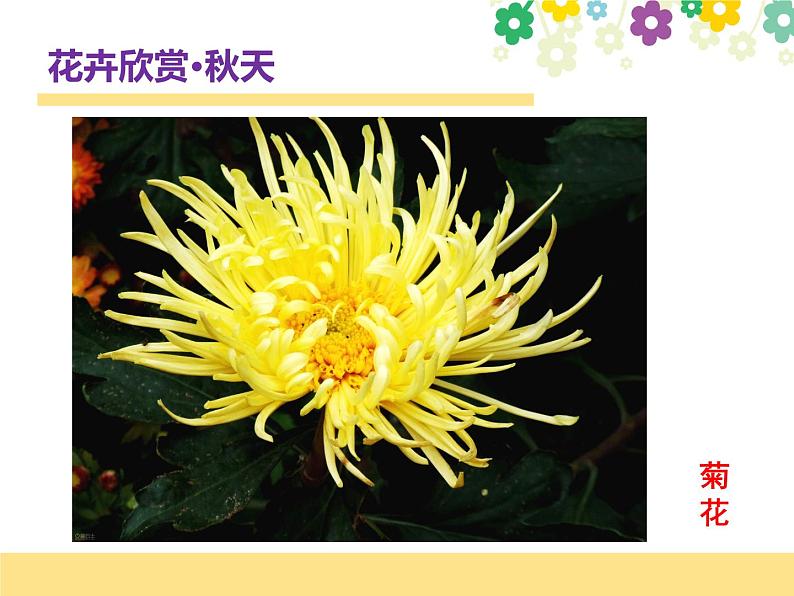赣美版一下2.鲜艳的花朵 课件05