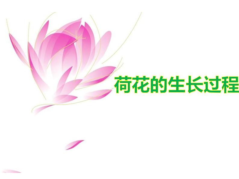 三年级下册美术课件-5荷花美 |赣美版04