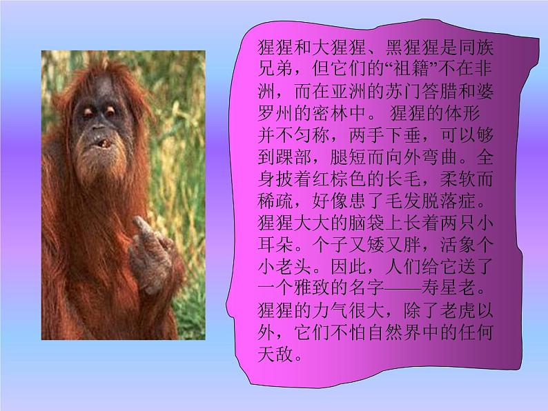 一年级下册美术课件-19.我们的动物乐园|岭南版第3页