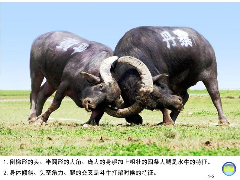 一年级下册美术课件-6《我和动物交朋友》 |广西版07