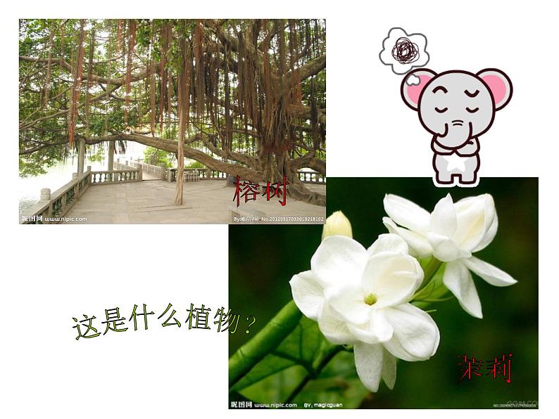 五年级下册美术课件-11植物写生 |浙美版(2014秋)第1页