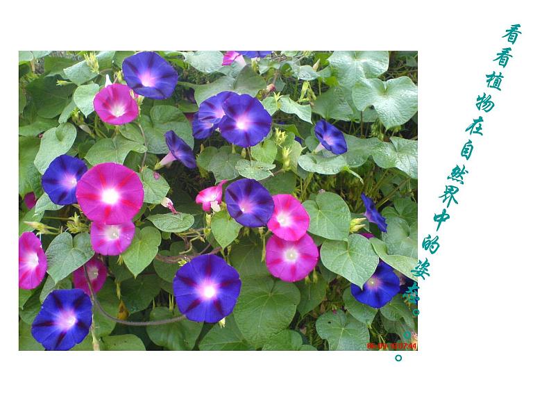五年级下册美术课件-11植物写生 |浙美版(2014秋)第6页