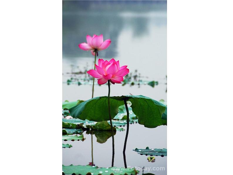 五年级下册美术课件-11植物写生 |浙美版(2014秋)第7页