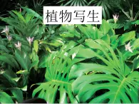 五年级下册美术课件－11植物写生  ｜浙美版（2014秋）