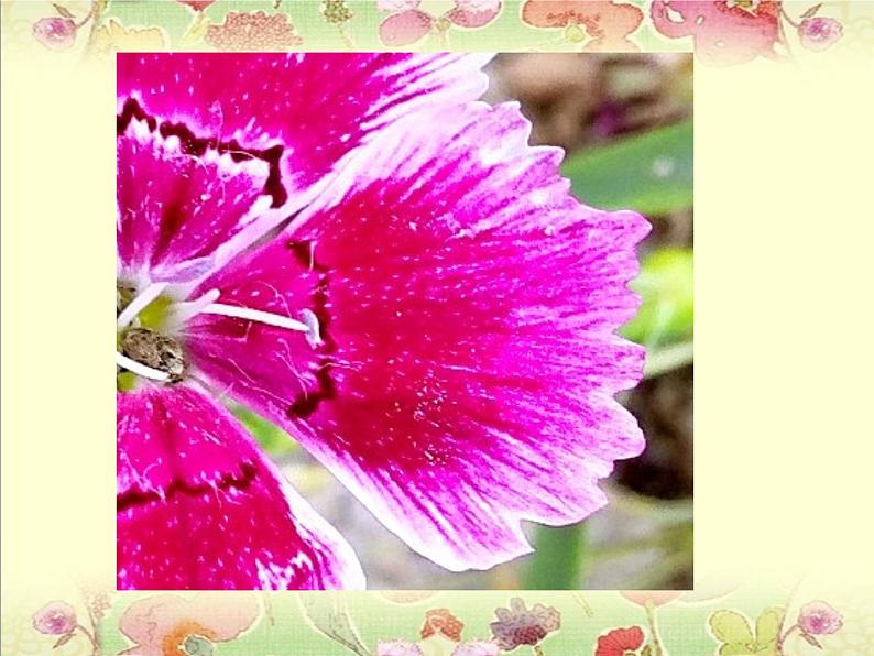 二年级下册美术课件-7.花儿朵朵(二)|苏少版第7页