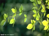 二年级下册美术课件－13.会变的花、树、叶｜苏少版